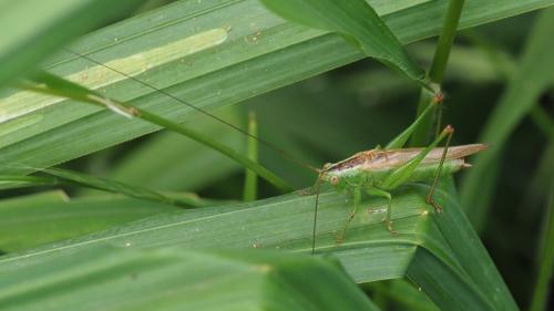 Conocephalus fuscus